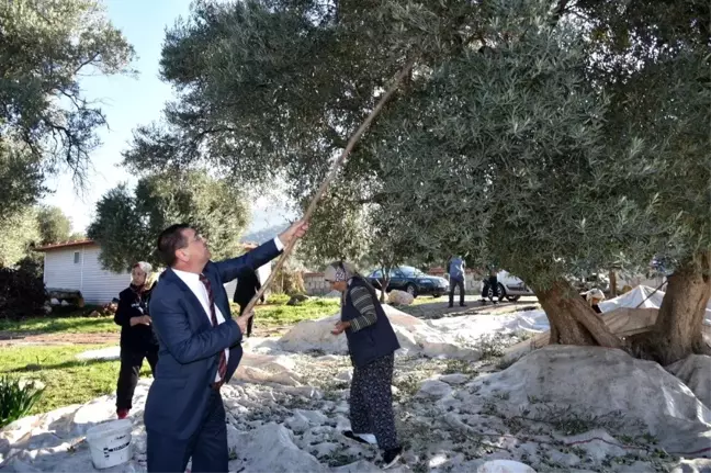 Zeytin hasadı yapanlara çay, çorba, pide ve ayran ikramı