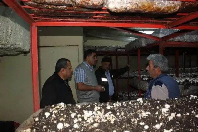 Isparta'da 53 bin metrekare alanda 5 bin ton mantar üretimi