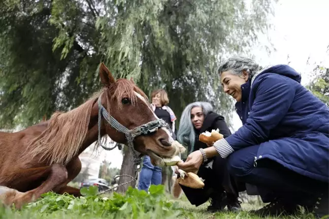 Dere kenarına terk edilen at tedavi edilecek