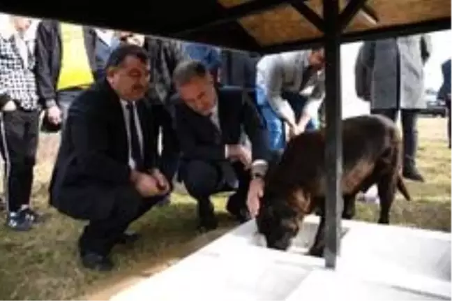 İnegöl'de hayvanlar sahipsiz değil