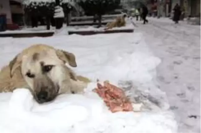 Mardin'de duyarlı vatandaş sokak köpeklerine et dağıttı
