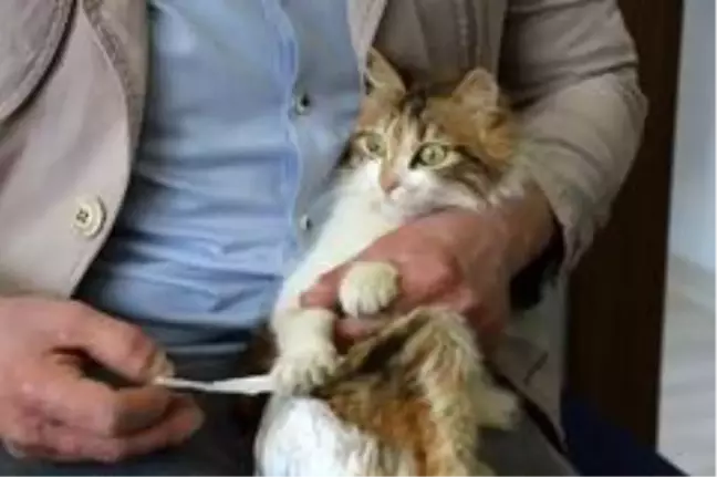 (Özel) Sakat kalan kedisini her gün bezleyip, evladı gibi bakıyor