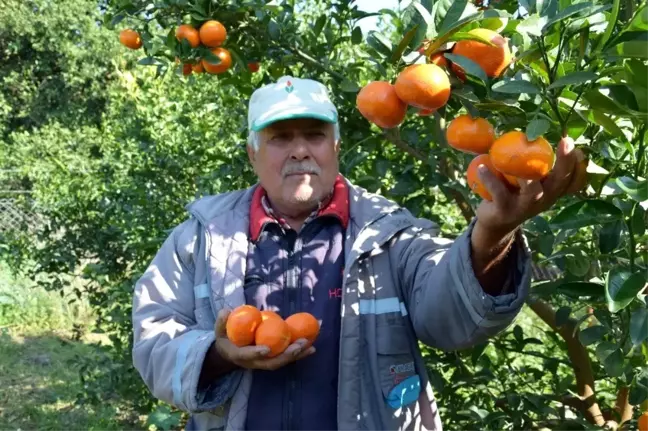 Antalya'da yaz ayında dalından mandalina üretimi