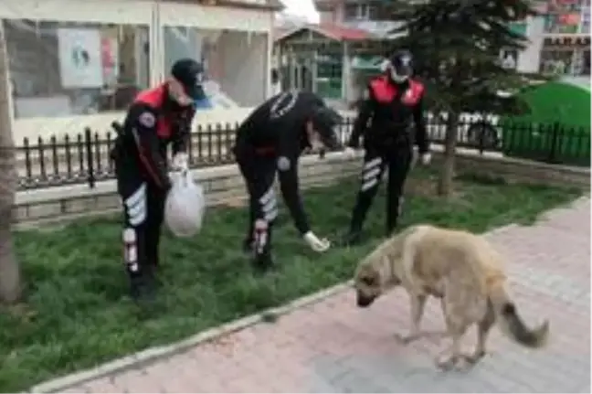 Yunus timleri sokak hayvanlarını da unutmadı