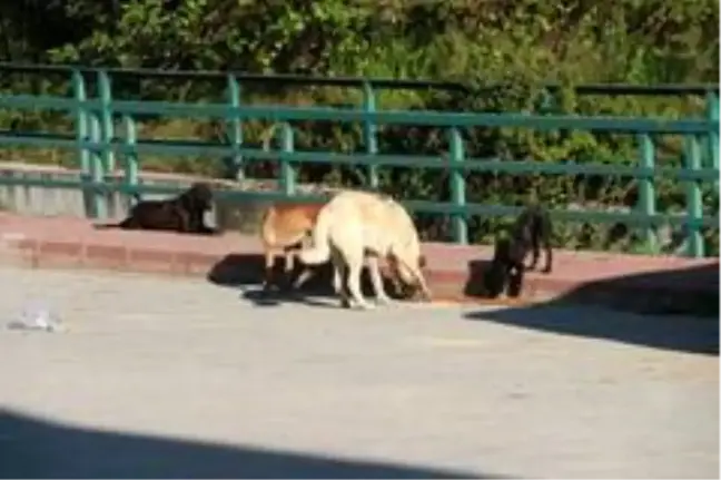 Mut'ta sokak hayvanları beslendi