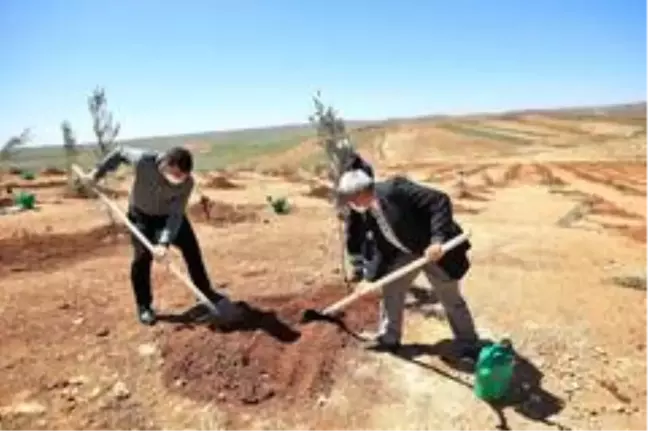 Şehitkamil'de 4 bin 100 fidan dikildi