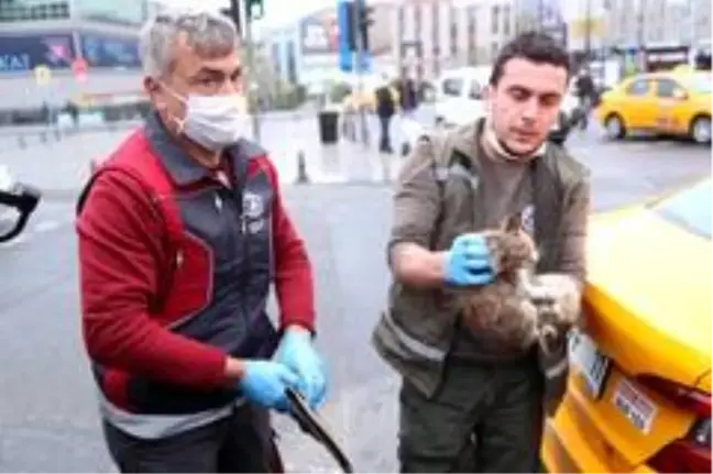 Gaziosmanpaşa'da taksinin altında sıkışan kediyi belediye ekipleri kurtardı