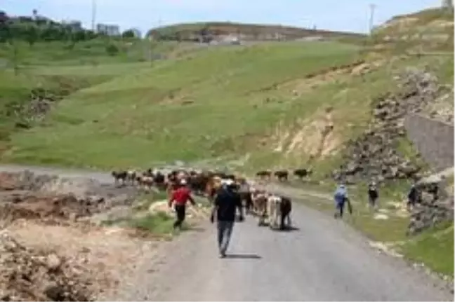 Cizre'de başıboş hayvanlar toplatılıyor