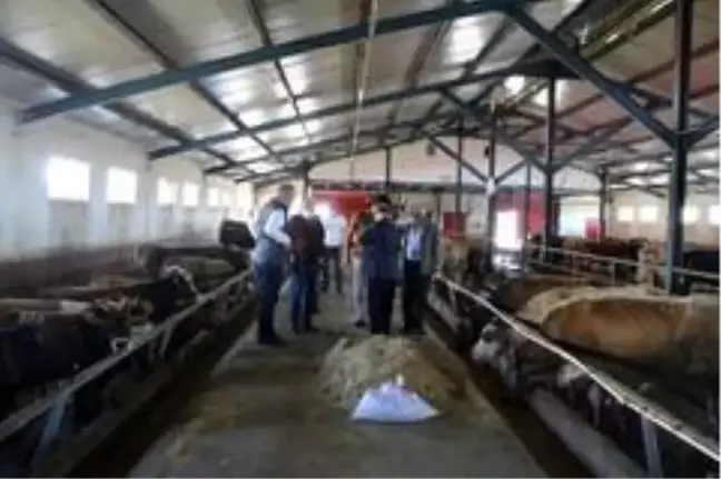 Kurban Bayramı öncesinde İl Müdürü Akar'dan Hayvan Pazarına ziyaret