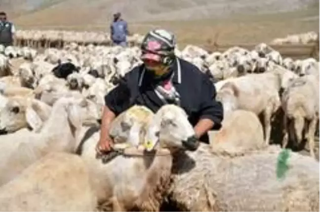 Göçerler bin yıllık yöntemle ekonomiye katkı sağlıyor