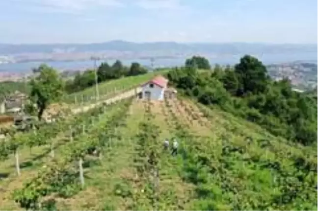 Emekli işçi, hibe desteği ile boş arazisine diktiği kivilerden 50 ton ürün aldı