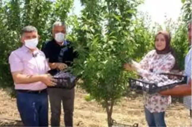 Kadın çiftçi bölgenin en büyük bahçesini kurdu
