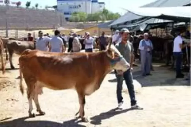 Kurban pazarında son gün yoğunluğu