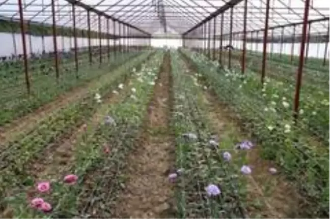 Ordu'da lishianthus çiçeği hasadı