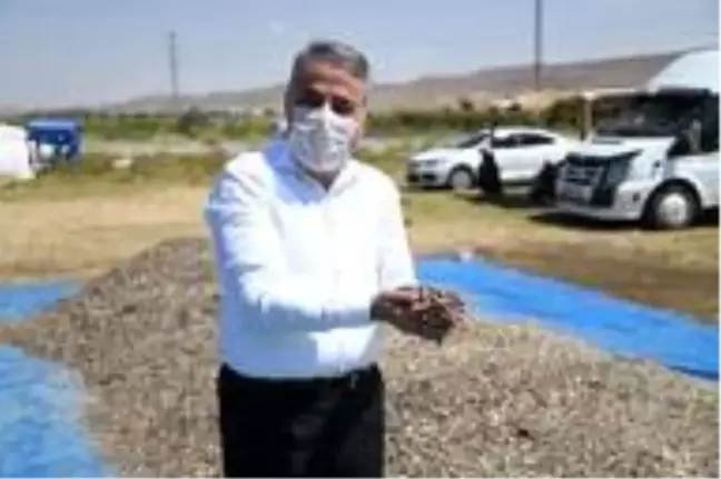 Kayseri'de ay çekirdeği hasadı başladı