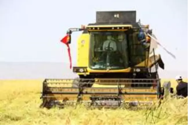 Diyarbakır'da tescilli Karacadağ Pirinci hasadı başladı