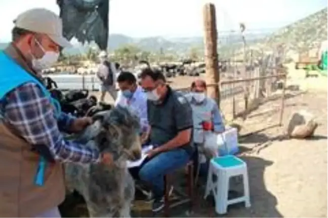 Son Dakika | Isparta'da bölge hayvancılığına damızlık gen kaynağı oluşturacak proje