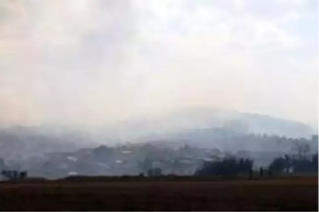 Bolu'da yangında zarar gören 40 hektarlık alan ağaçlandırılacak