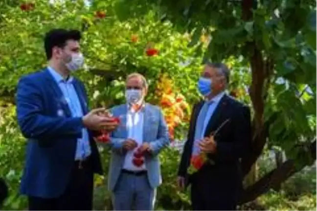 Tarım ve Orman İl Müdürü Şahin gilaburu hasadına katıldı