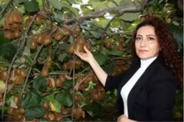 Organik kivi üretimi projesi yürütülüyor