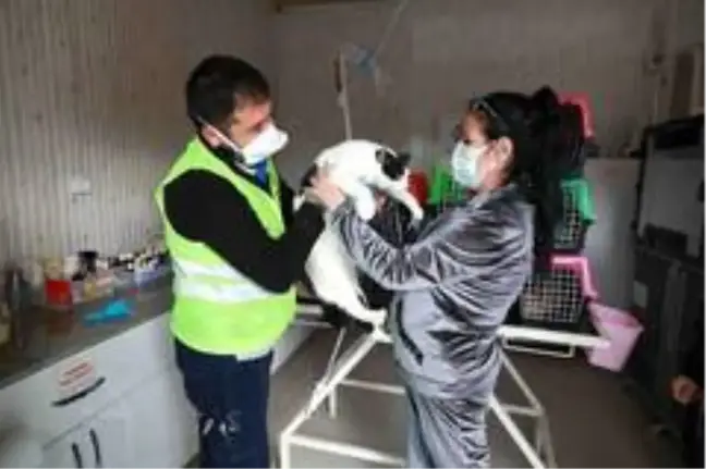 Depremzede kediler AHBAP'ın çiftliğine emanet