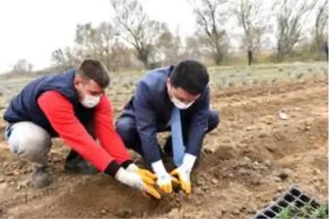 Altıeylül tıbbi ve aromatik bitkiler yetiştiriyor