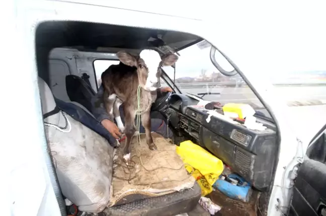 Buzağını minibüsünün ön koltuğunda taşıdı