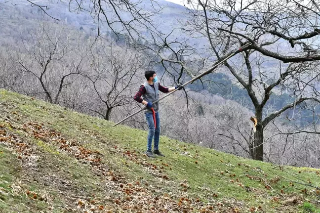 Kestane ağaçları iyileşiyor