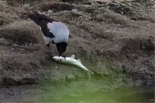 Martılardan sonra Kargalar da inci kefali avında