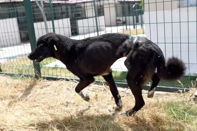 Köpeğe ölümüne işkence