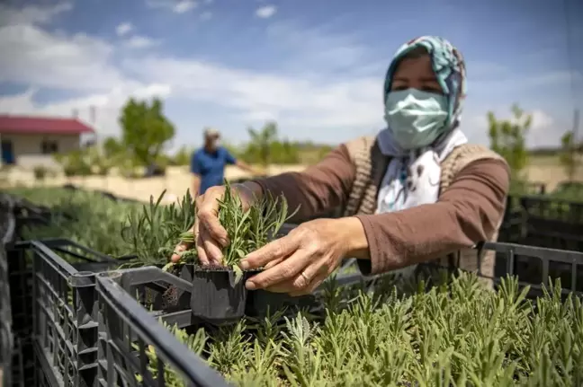 Büyükşehir Belediyesi, üreticilere 250 bin lavanta fidesi dağıttı