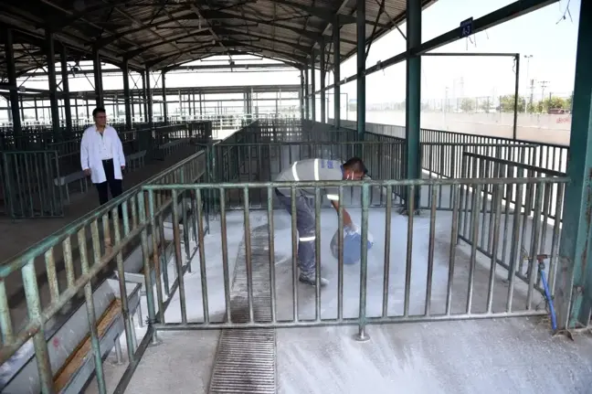Salihli Hayvan Pazarı Kurban Bayramına hazır