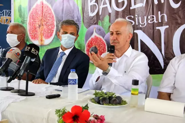 Türkiye'nin ilk 'siyah incir' hasadı Mersin Bağlarbaşı'nda yapılıyor