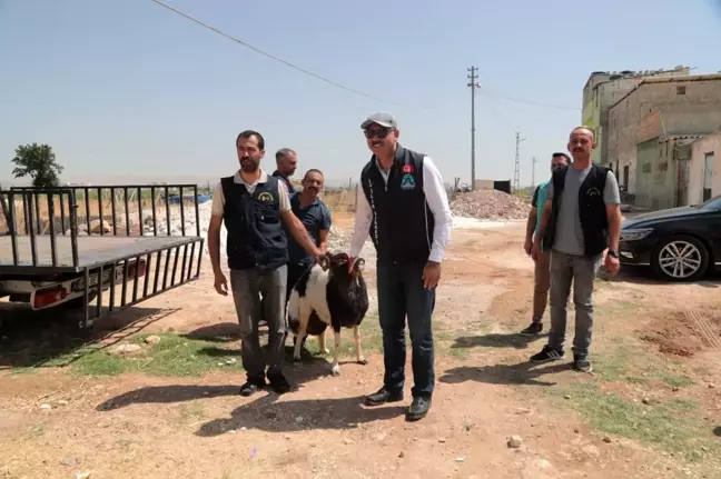 Ailelere kurbanlık hayvan sürprizi