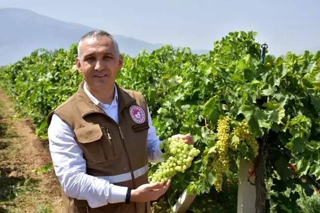 Manisa'da üzüm rekolte çalışmalarında sona gelindi