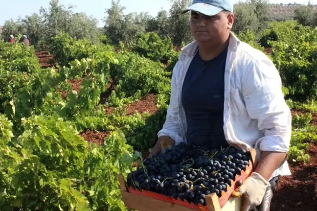 'Horoz Karası' üzümünde yüksek rekolte sevinci
