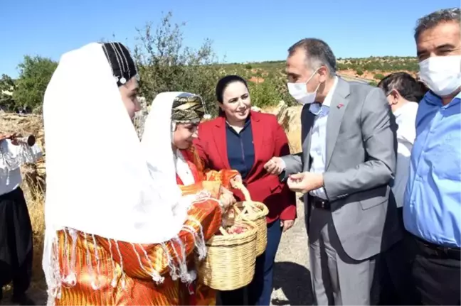 Besni İlçesinde Fıstık Hasadı Başladı