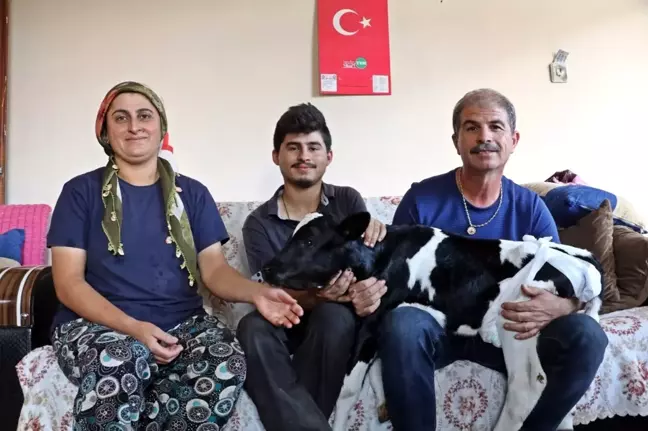 Prematüre doğan buzağını evine aldı, biberonla besleyip altını bezledi