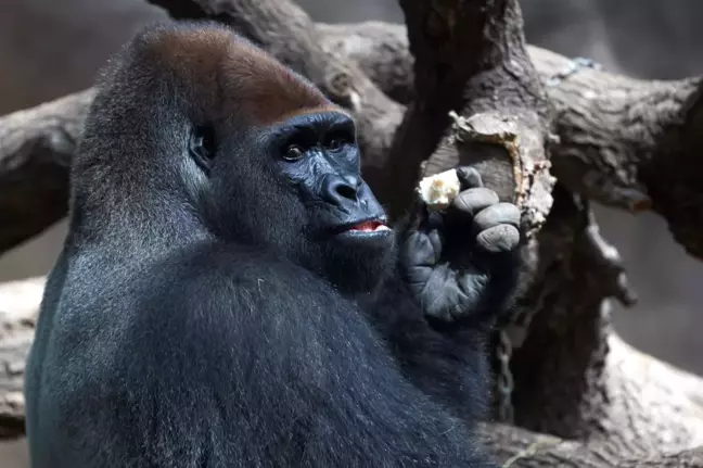 ABD'deki hayvanat bahçesinde Covid-19'a yakalanan gorillerin sayısı 18'e yükseldi