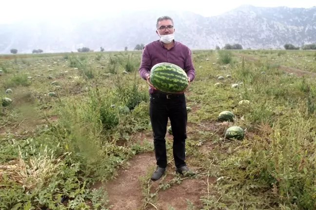 Gembos Ovası'nda karpuz hasadı başladı