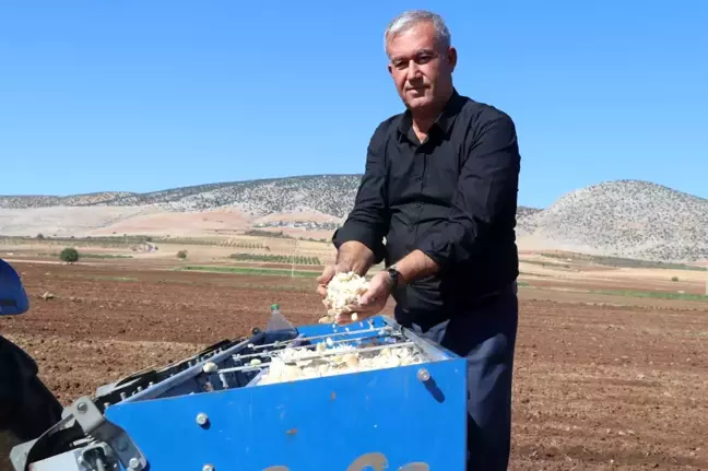 Araban'da sarımsak ekimi sürüyor