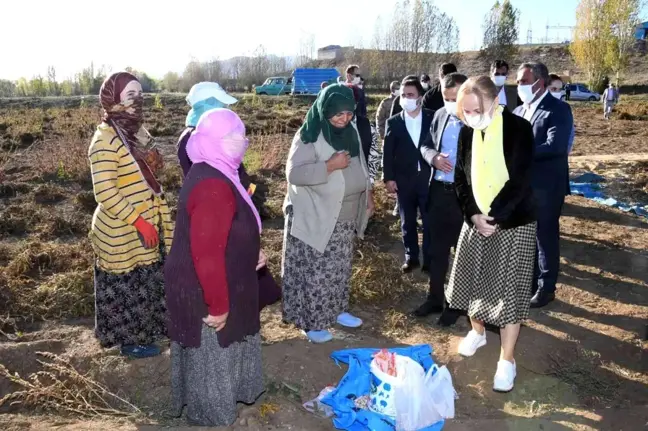 Vali Taşbilek Köse'de kuru fasulye hasadına katıldı
