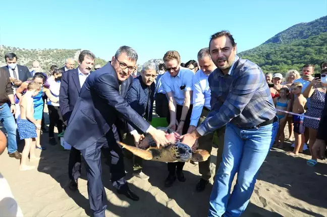 Tedavileri Tamamlanan Deniz Kaplumbağaları Deniz ile Buluşturuldu