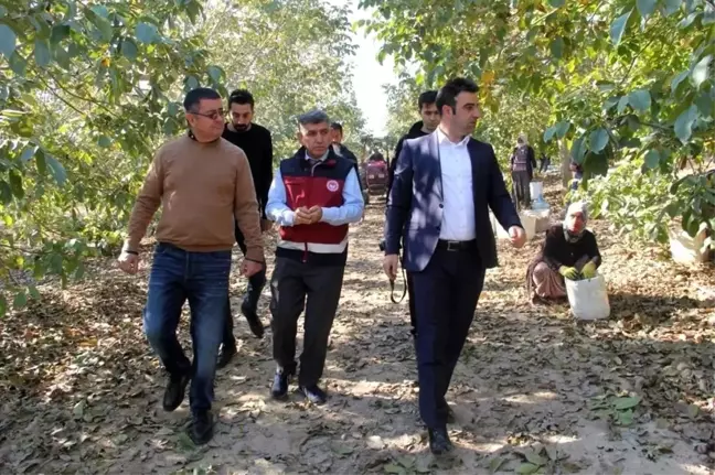 Türkiye'nin en büyük ceviz bahçesinde hasat başladı