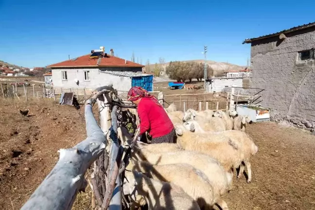 Büyükkılıç'ın projesi ile koyun sayısı arttı, meralar şenlendi
