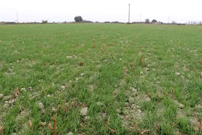 Bu yıl Söke Ovası'nın yarısı Buğday olacak