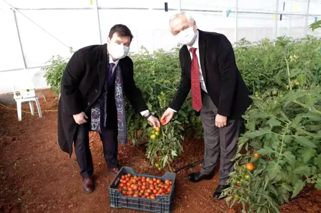 Ürüne özgü sera plastiği çalışmalarında ilk hasat heyecanı