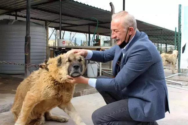 Başkan Atabay'ın can dostlar için yeni projesi hayata geçiyor