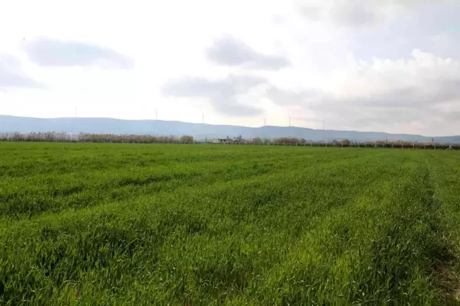 Didim'de buğdaylar yeşermeye başladı