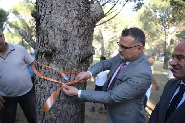 Çam fıstığını